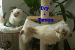 Ivy     + Zazou