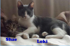 Shae Loki