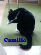 Camillo